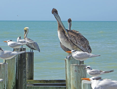 Gulf Coast of Florida
